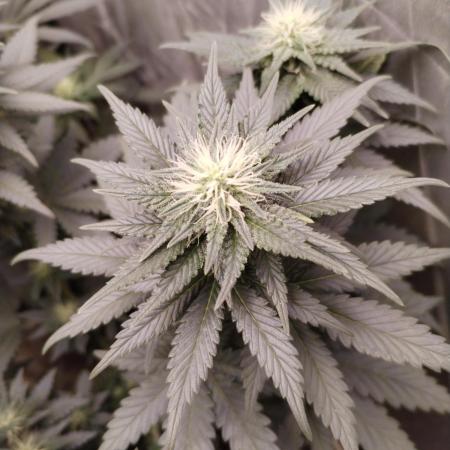 Kannabia Sunset Sherbet go fast F1