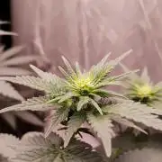 Kannabia Sunset Sherbet go fast F1