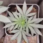 Kannabia Sunset Sherbet go fast F1