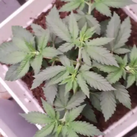 Kannabia ZOAP ROSE
