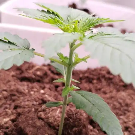 Kannabia ZOAP ROSE