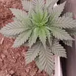 Kannabia Sunset Sherbet go fast F1