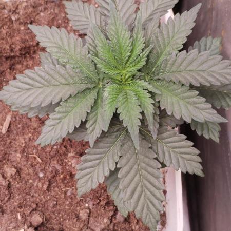 Kannabia Sunset Sherbet go fast F1