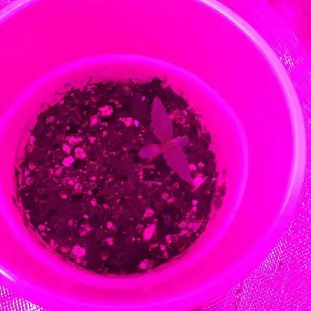 Grow 1