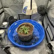 Blue Cheese-Coco-Ironhead Method