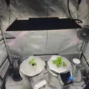 Blackberry Moonrocks  Lucas Method