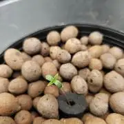Strawberry Gorilla - DWC/Lucas Formula