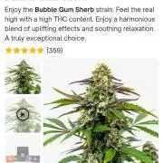 Bubblegum Sherbet - Lucas Method
