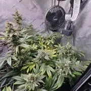 Bubblegum Sherbet - Lucas Method