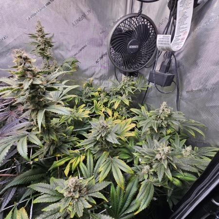 Bubblegum Sherbet - Lucas Method