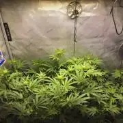 Blackberry Moonrocks Lucas Method