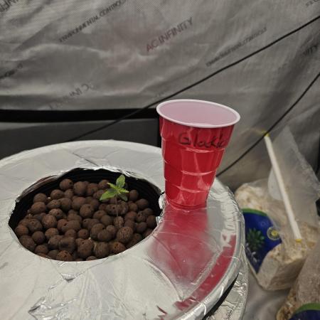 Glockies 100% Organics In DWC