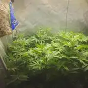 Blackberry Moonrocks  Lucas Method