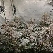 Blackberry Moonrocks  Lucas Method