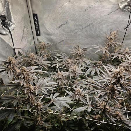 Blackberry Moonrocks  Lucas Method