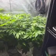 Bubblegum Sherbet - Lucas Method