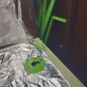 Blackberry Moonrocks  Lucas Method