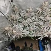 Blackberry Moonrocks  Lucas Method