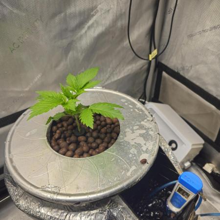 Bubblegum Sherbet - Lucas Method