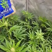 Bubblegum Sherbet - Lucas Method