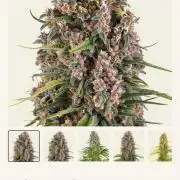 Blue Cheese-Coco-Ironhead Method