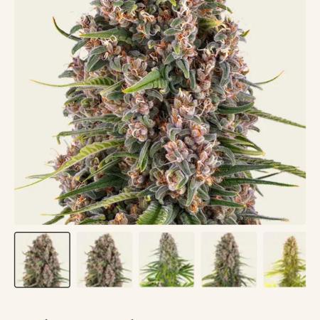 Blue Cheese-Coco-Ironhead Method