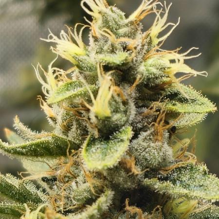 Bubblegum Sherbet - Lucas Method