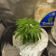 Blackberry Moonrocks  Lucas Method