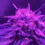 Light stress? Golden lemons