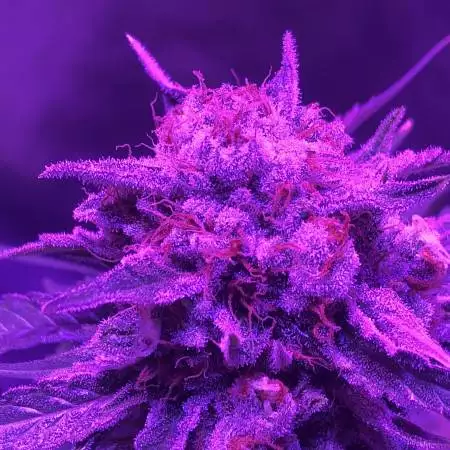 Light stress? Golden lemons