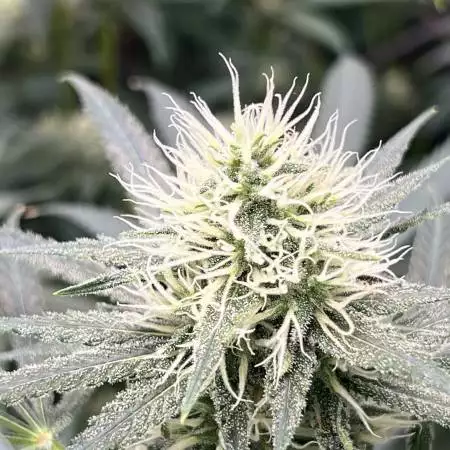 Phantom grow #1