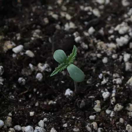 Gorilla Skittlez Auto - 1st auto cultive