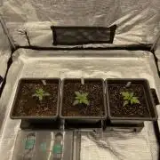 Orange + Blue Sunset Sherbert Cali