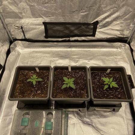 Orange + Blue Sunset Sherbert Cali