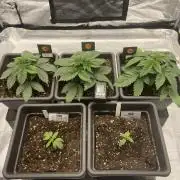 Orange + Blue Sunset Sherbert Cali