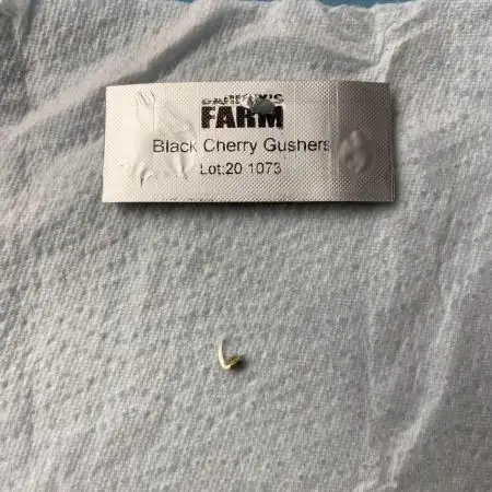 BCG - Backpackboyz x Barney‘s Farm