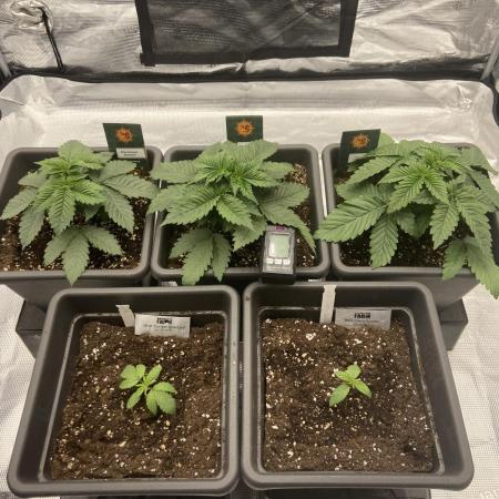 Orange + Blue Sunset Sherbert Cali