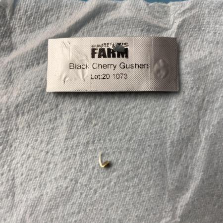 BCG - Backpackboyz x Barney‘s Farm