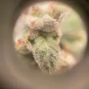 Ukhta420 Ягодная сатива