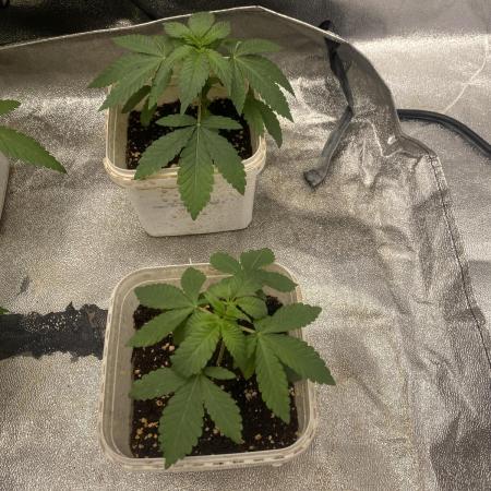 Драконы Ананасы