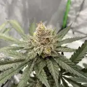 Ukhta420 Ягодная сатива