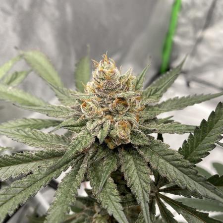 Ukhta420 Ягодная сатива