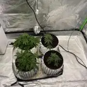 Драконы Ананасы