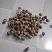 Strategic Seed Co. Testing