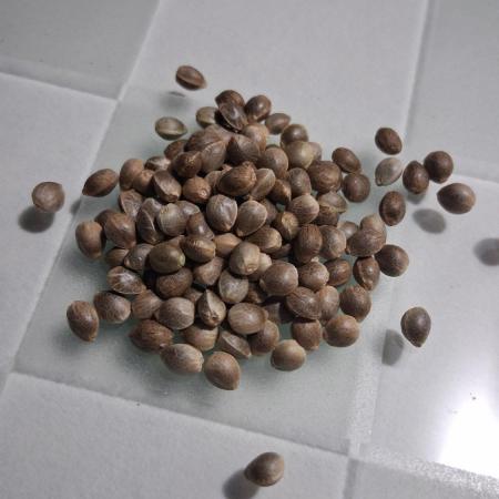 Strategic Seed Co. Testing