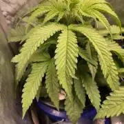 Lover's Moon - Dirty Bird Genetics - Freebie Photo Run - DWC