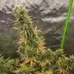 Pink Rozay x Strawberry Banana