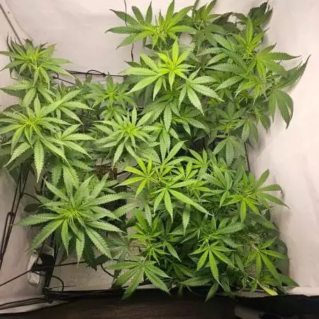 Sweet Seeds Black Jack F1