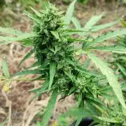 creme caramel auto