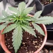 creme caramel auto